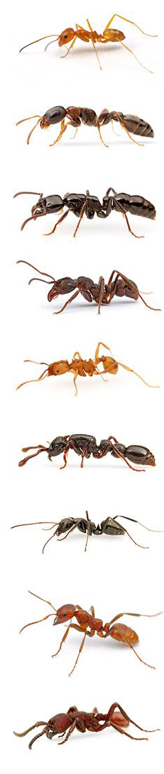 noellabesnard@gmail.com