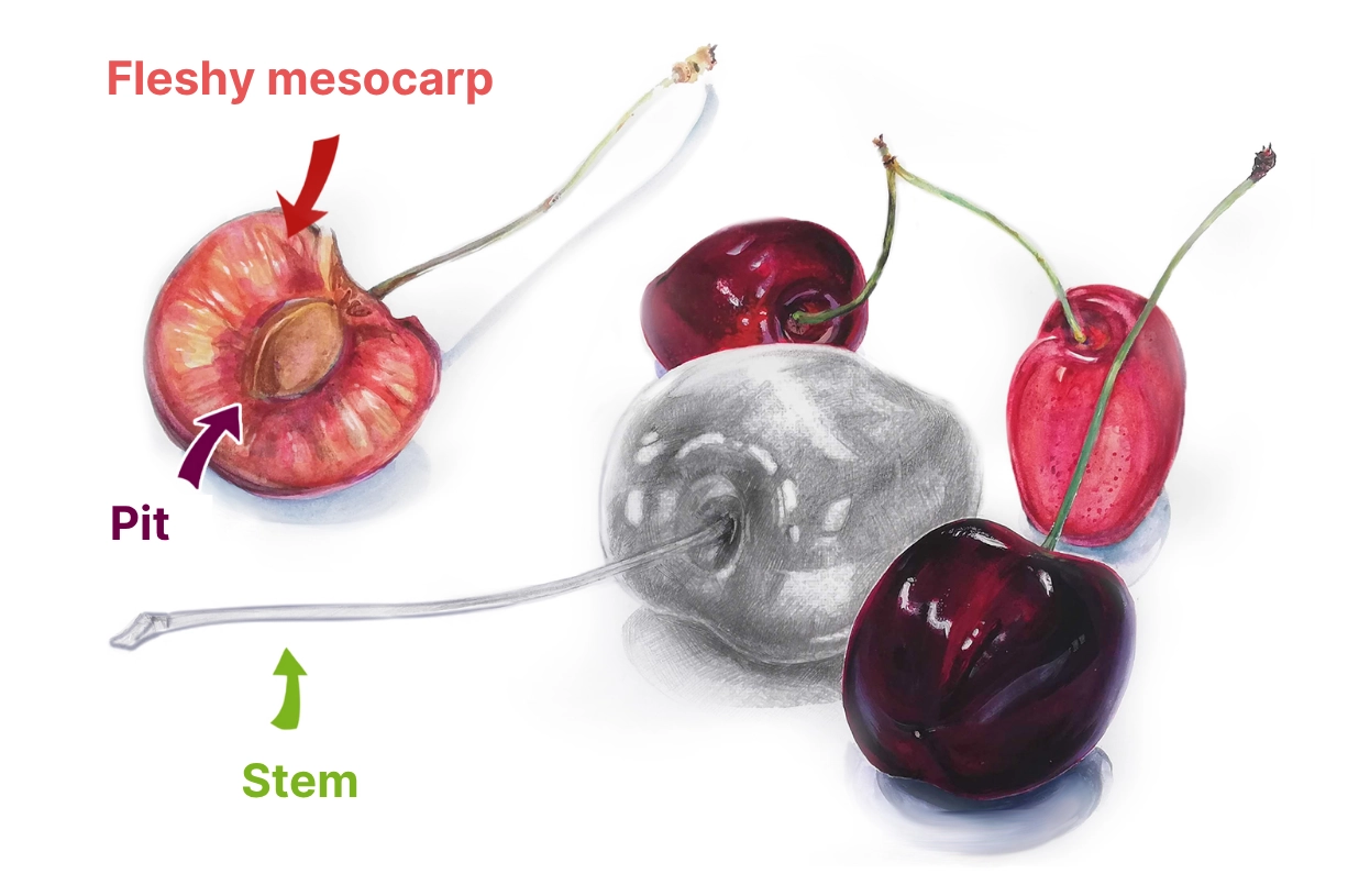 examples of cherry drawings