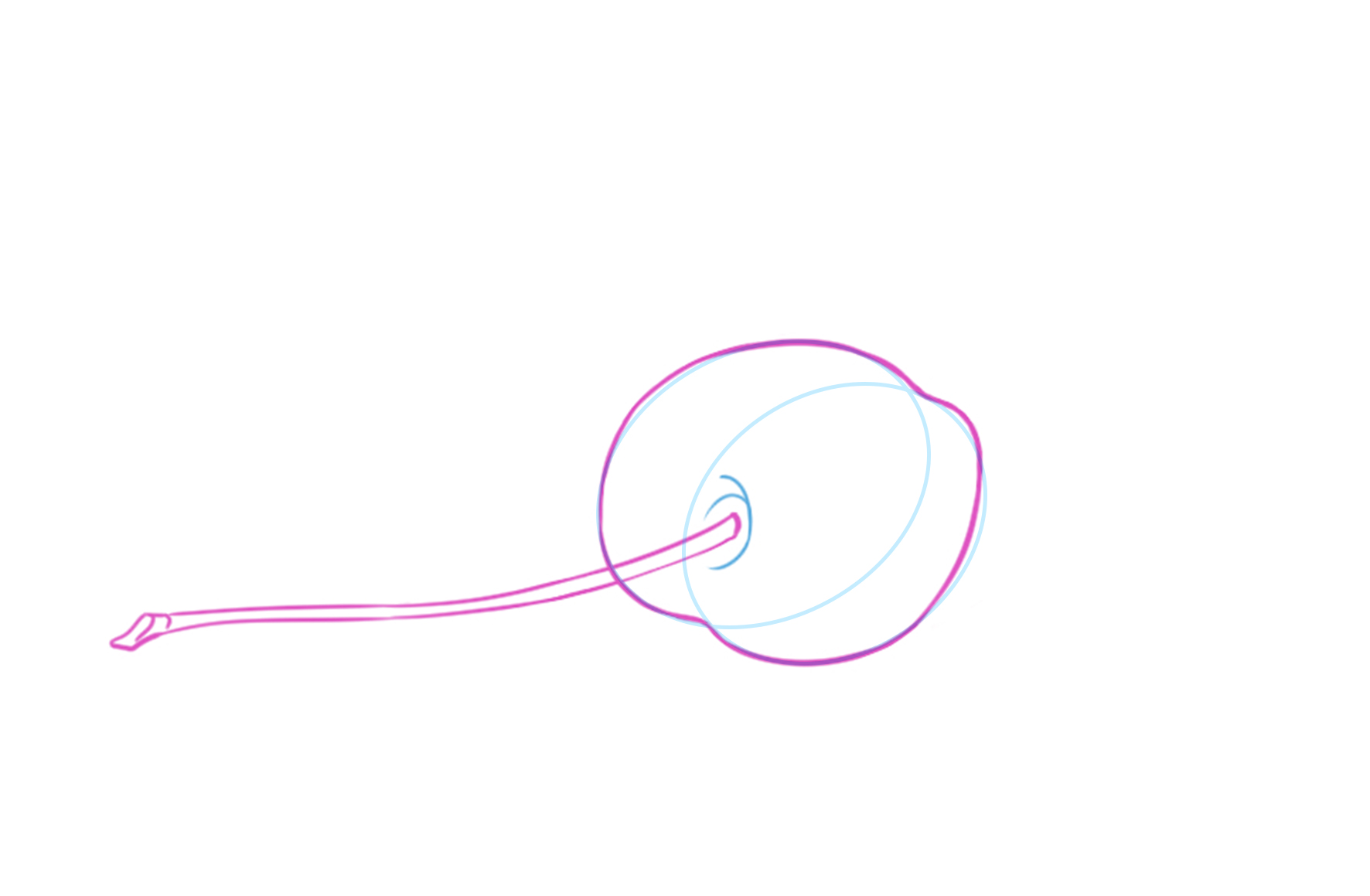 croquis du creux cerise