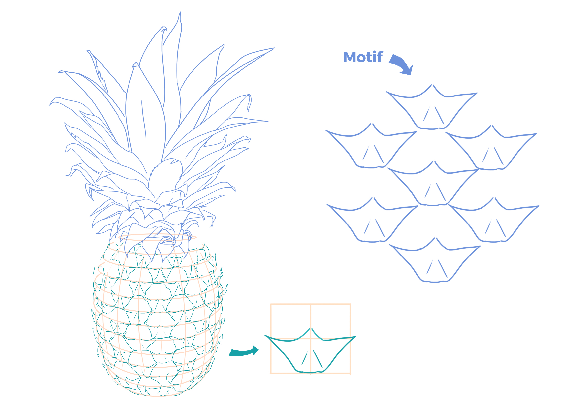 croquis de l’écorce de l’ananas
