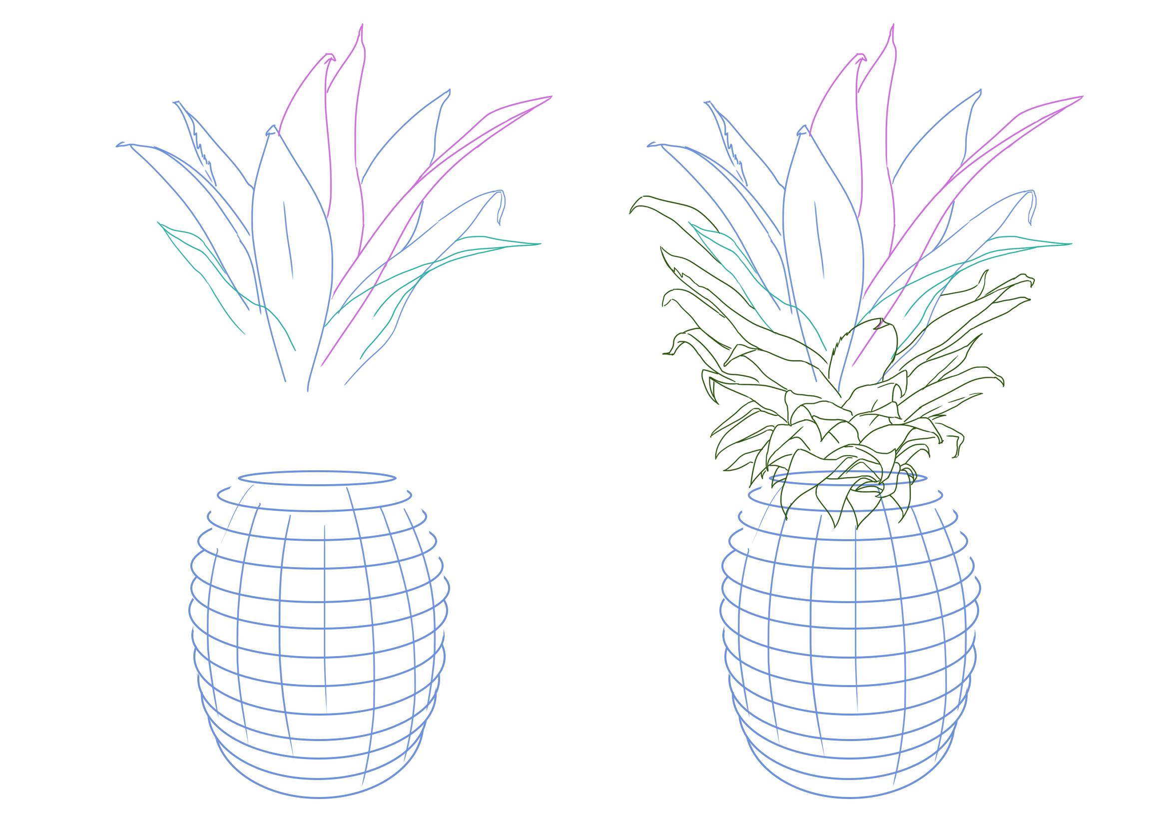 croquis des feuilles de l’ananas
