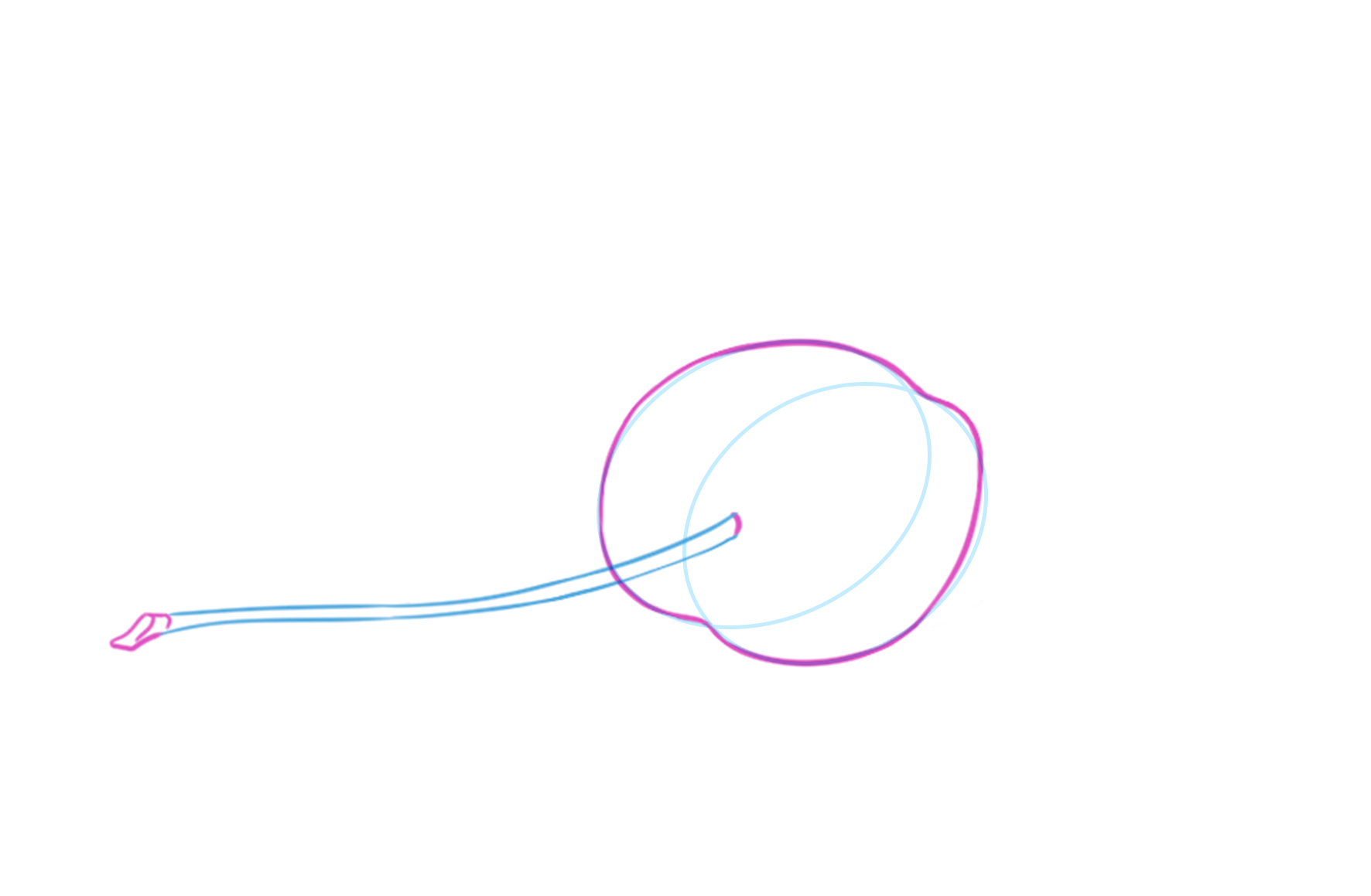croquis du pédoncule de la cerise 2