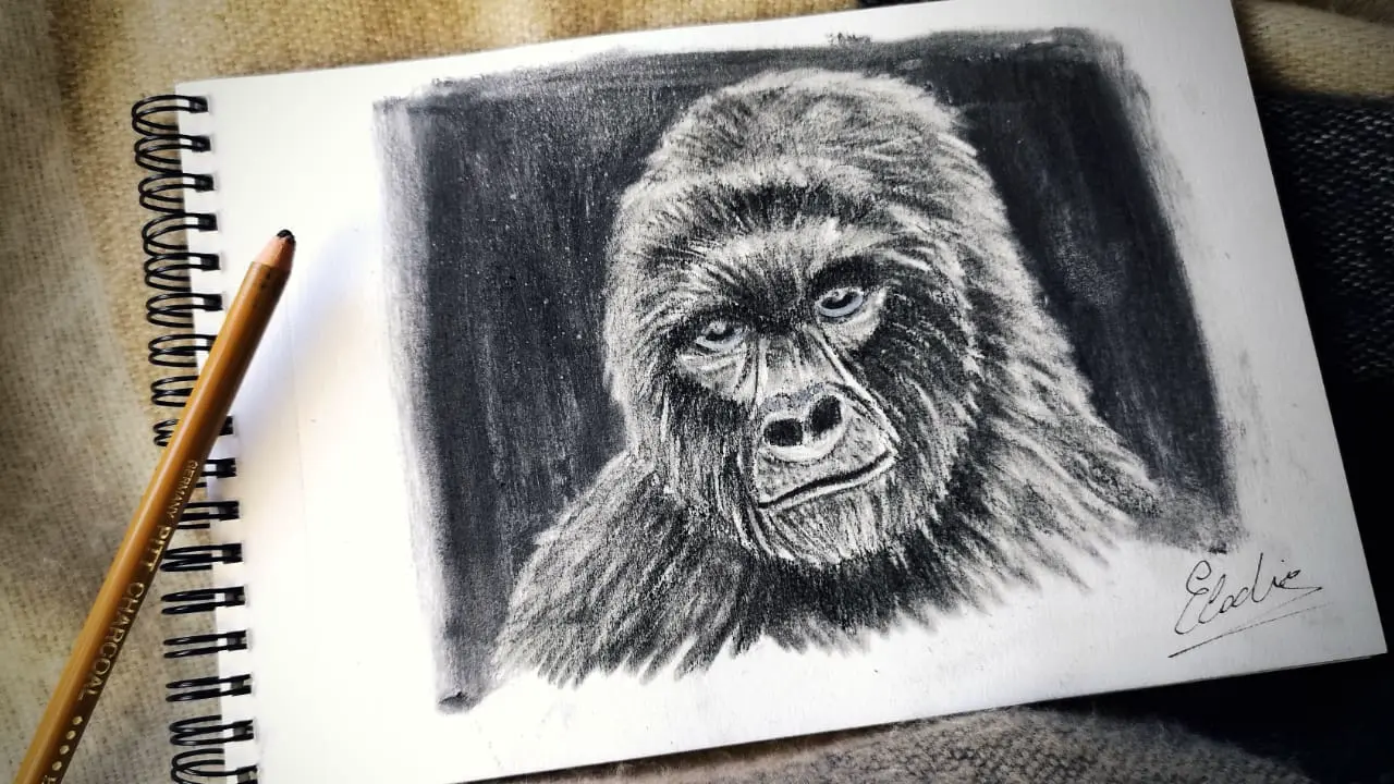 exemple d’un dessin de gorille au fusain