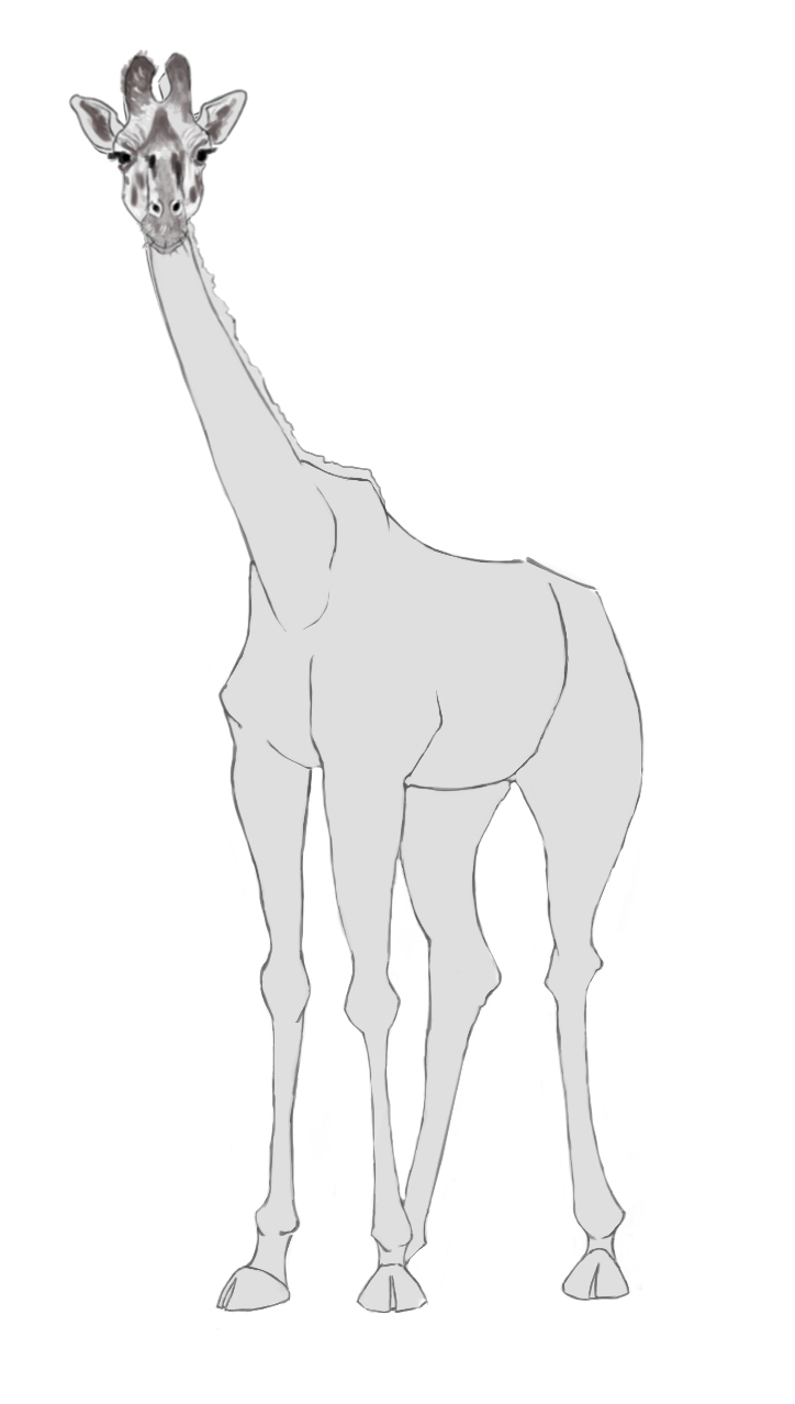 Dessin final de la girafe