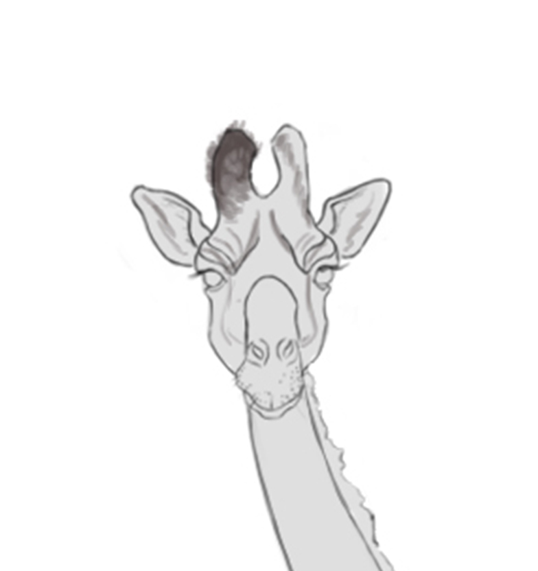 Dessiner la fourrure sur la tête de la girafe, étape 1