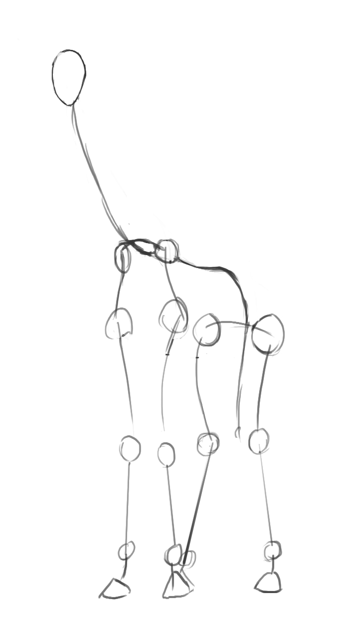 Esquisse du scquelette de la girafe