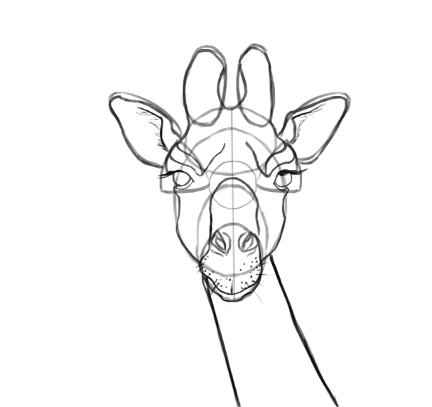 Dessiner la tête de la girafe, étape 5