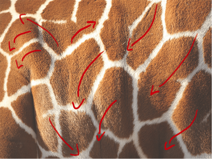 Sens du poil de la girafe