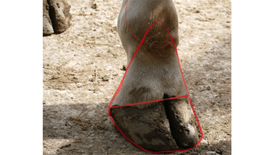 Schéma du sabot de la girafe, étape 2