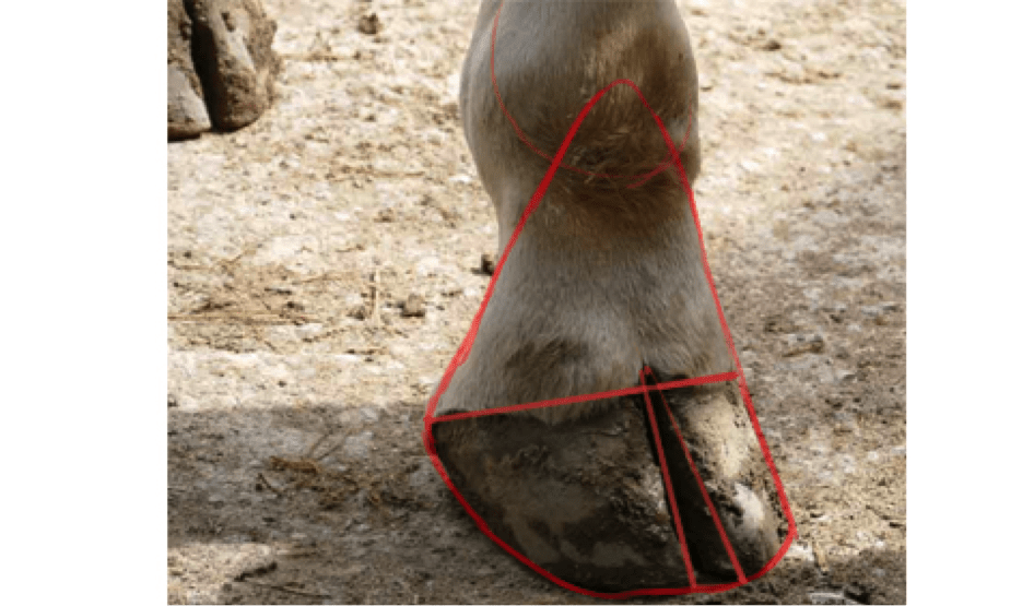 Schéma du sabot de la girafe, étape 3