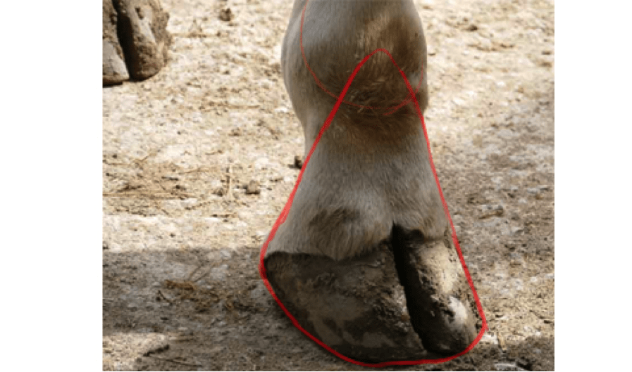 Schéma du sabot de la girafe, étape 1