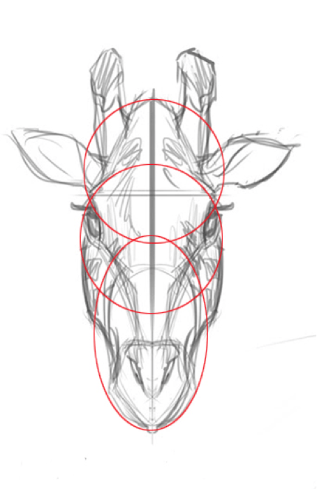 Schéma de la tête d'une girafe