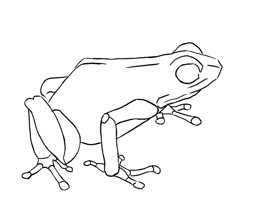 Dessin final de la grenouille