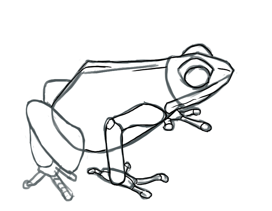 détails des pattes arrière de la grenouille