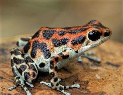 Photo de référence pour le dessin de la grenouille