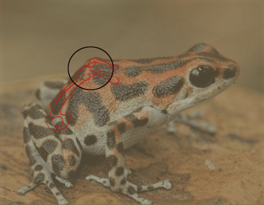 schéma du bassin de la grenouille