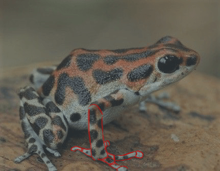 schéma de la main de la grenouille 2