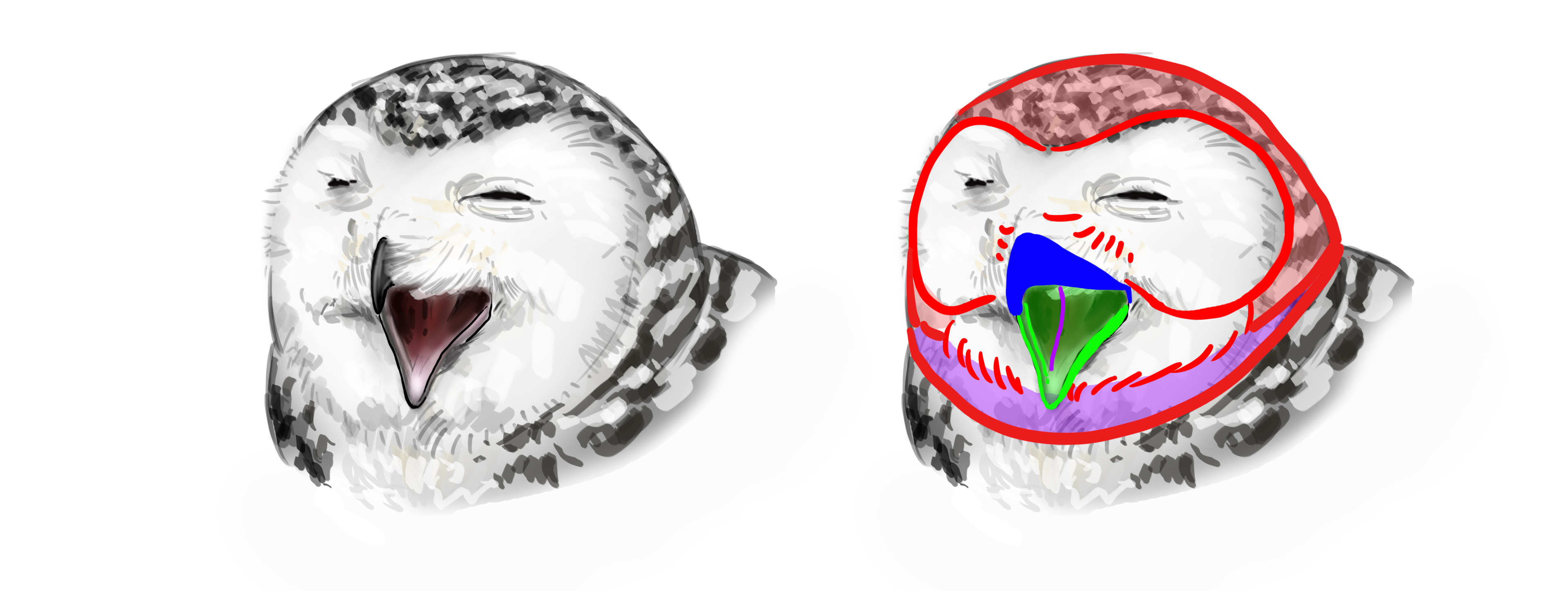 dessiner le bec du hibou