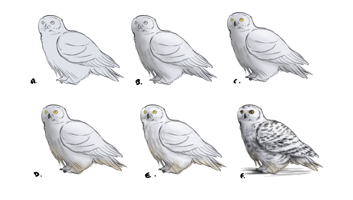 dessin final du hibou au sol en couleur