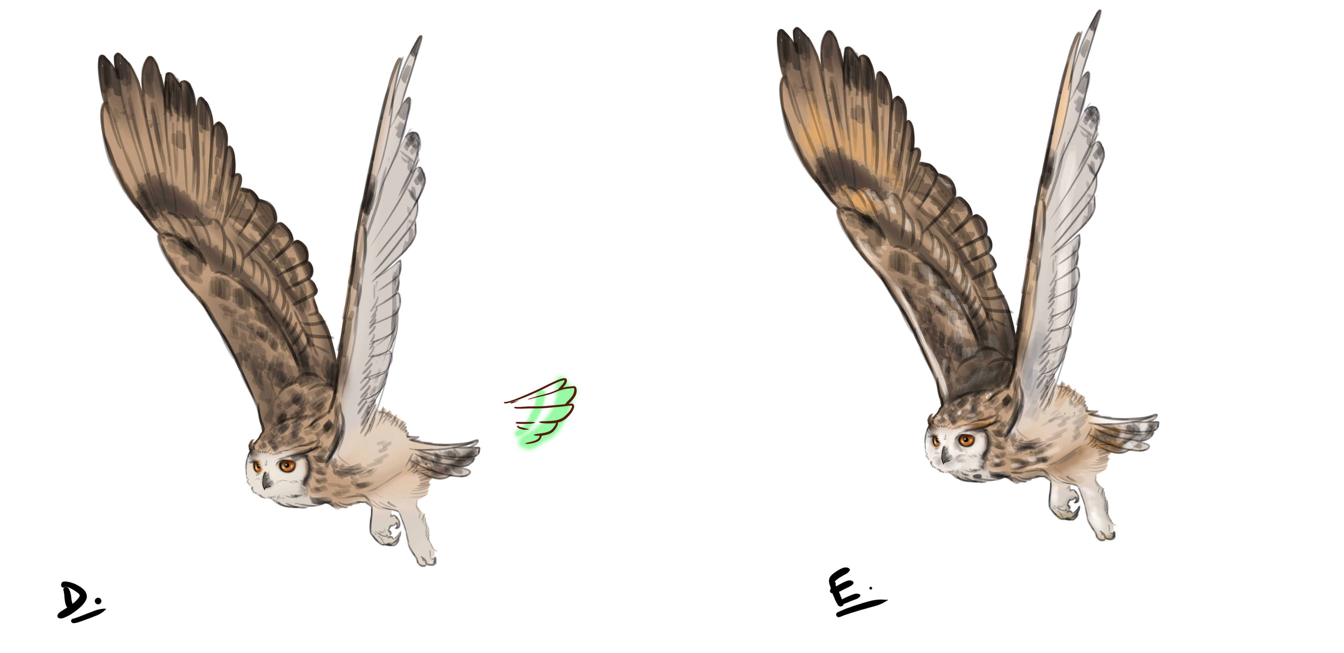 dessin final du hibou en vol en couleur