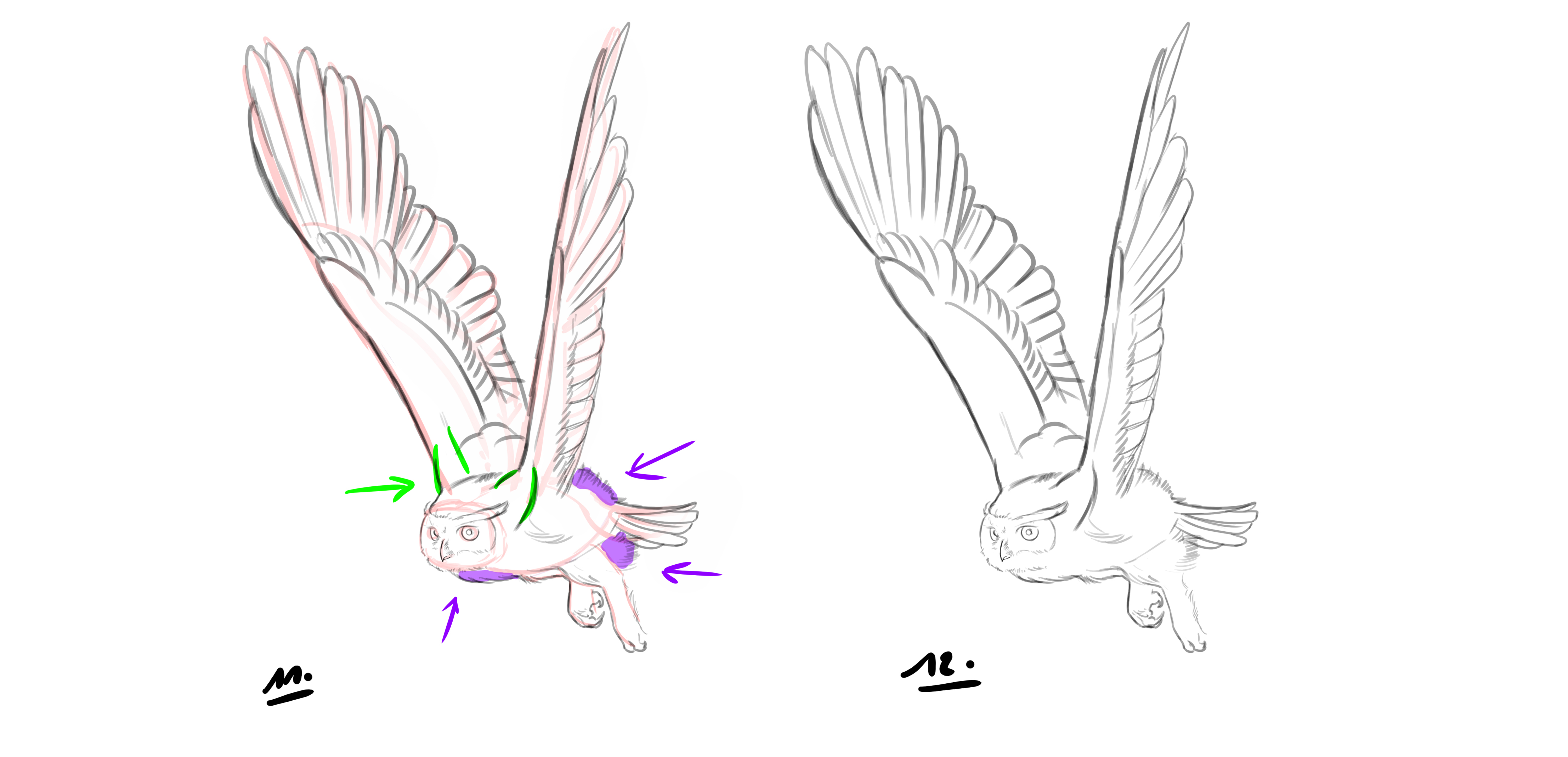 dessiner un hibou en vol étape 4