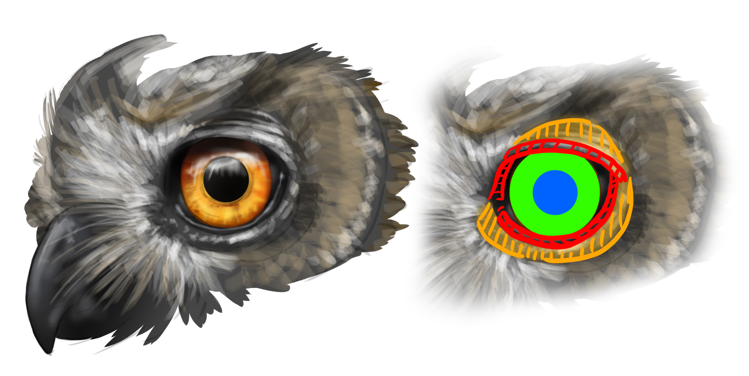 dessiner l'oeil du hibou