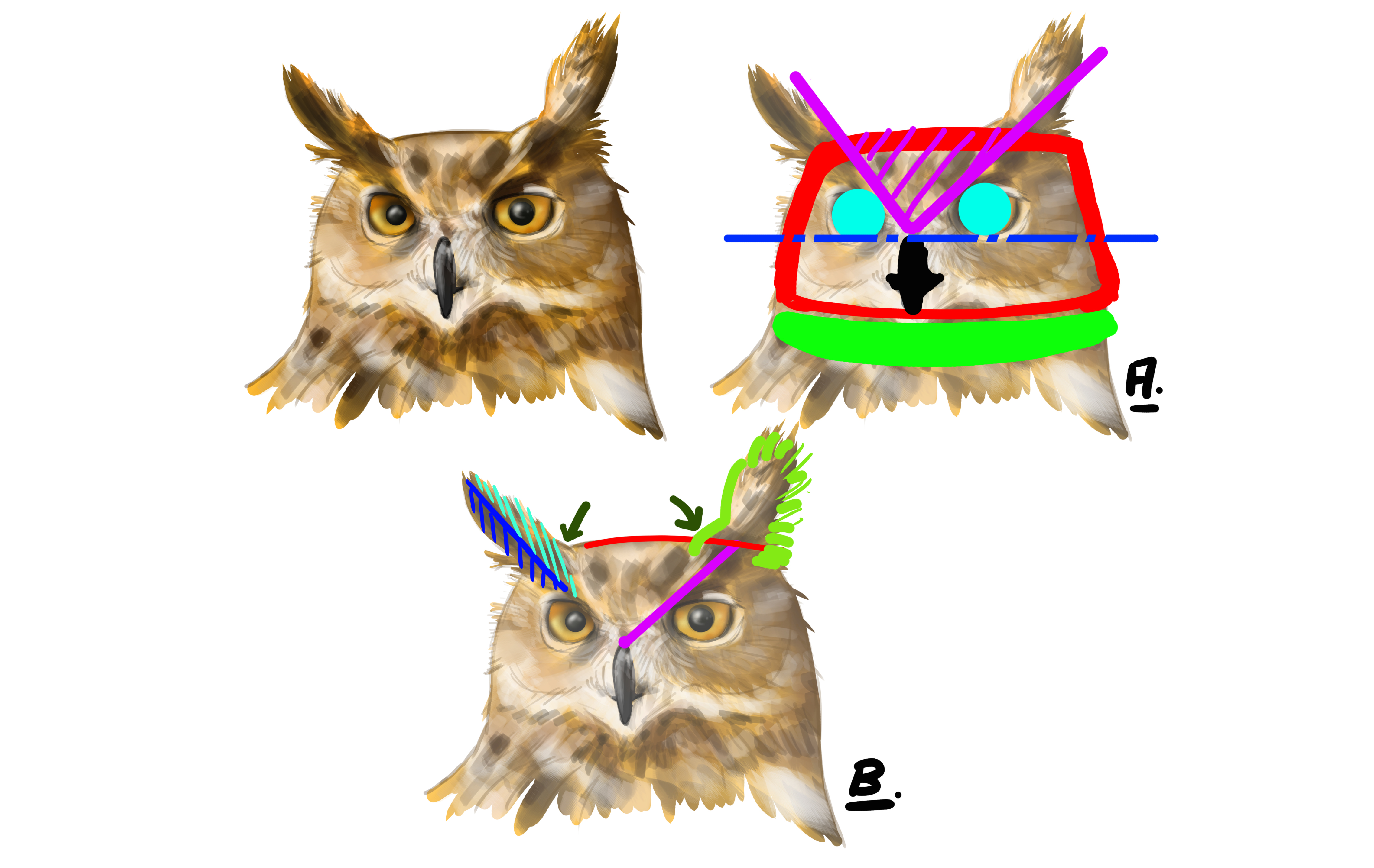 dessiner la tête du hibou en vue de face 1