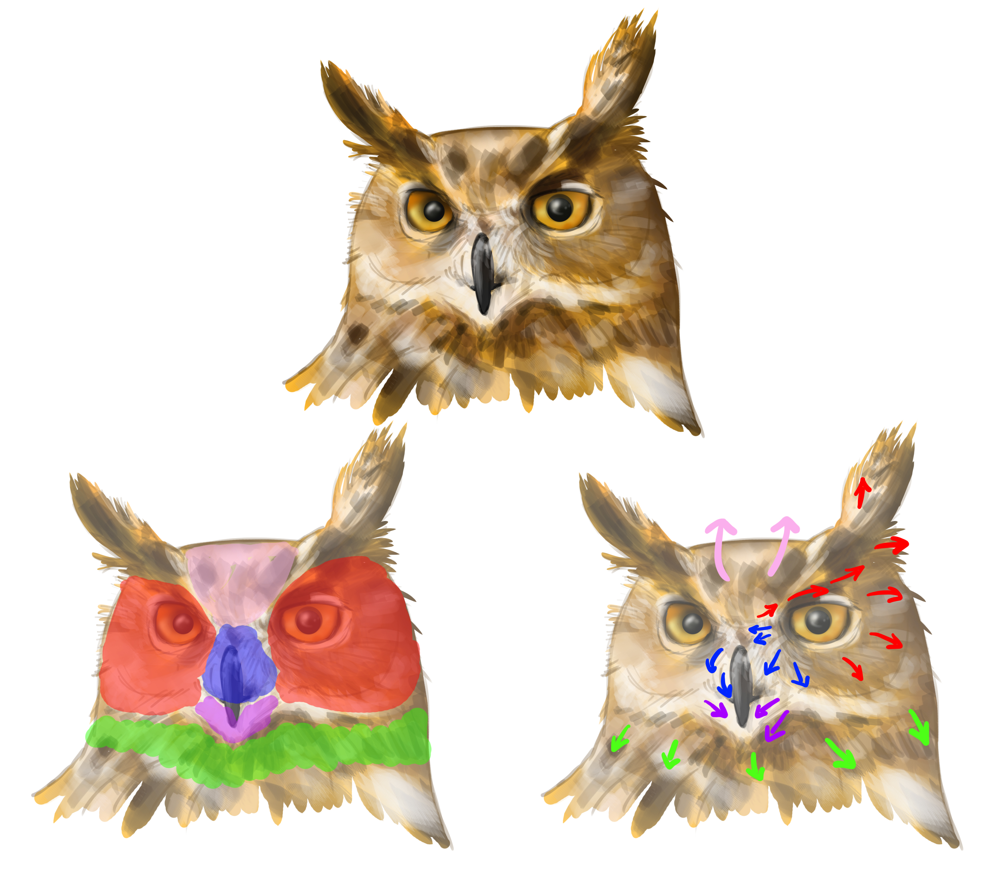 dessiner la tête du hibou en vue de face 2