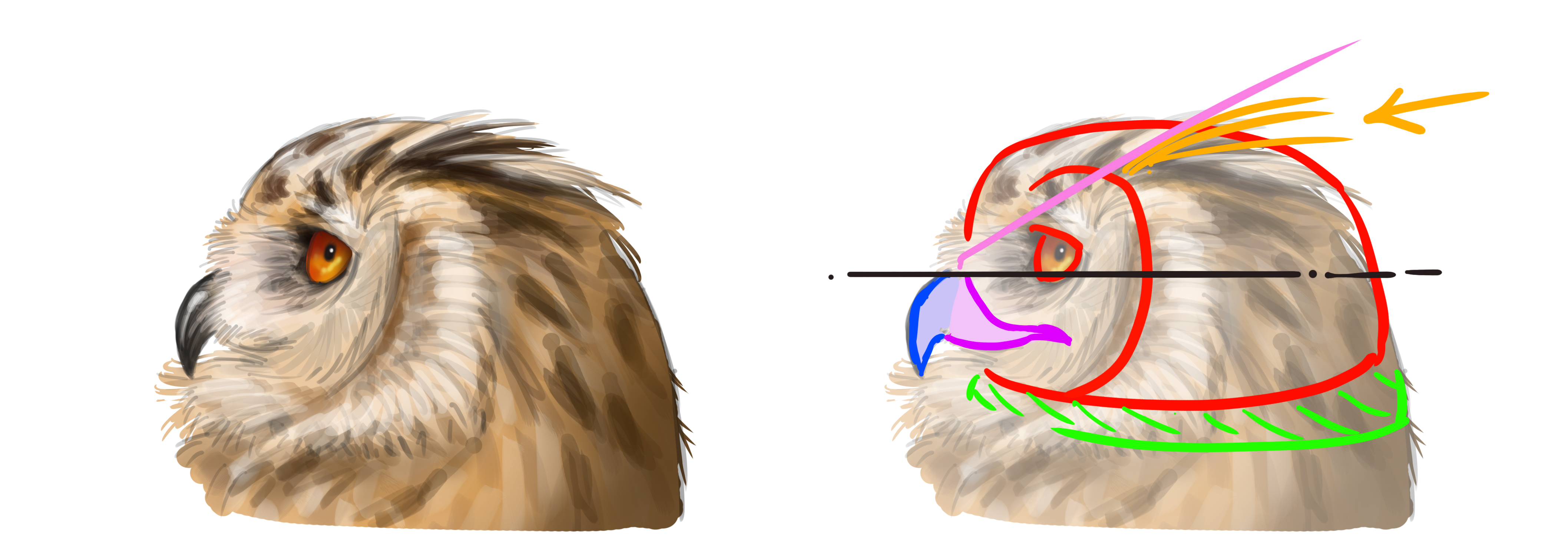 dessiner la tête du hibou en vue de profil