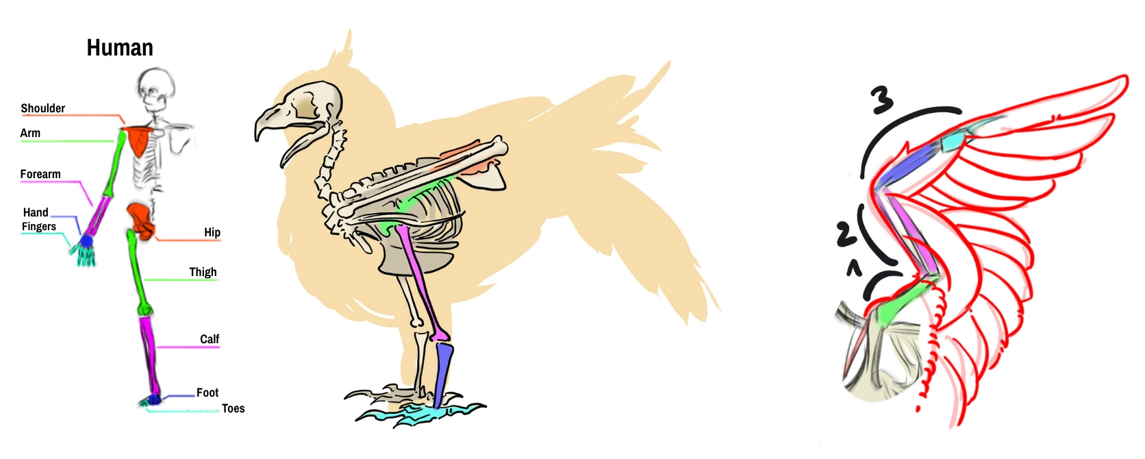 explanatory diagram of the owl's skeleton