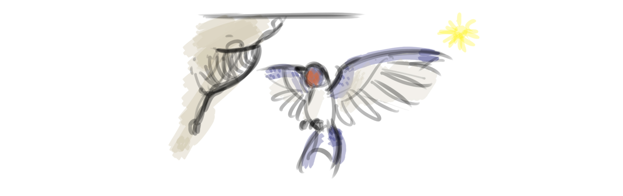 croquis rapide de l’hirondelle