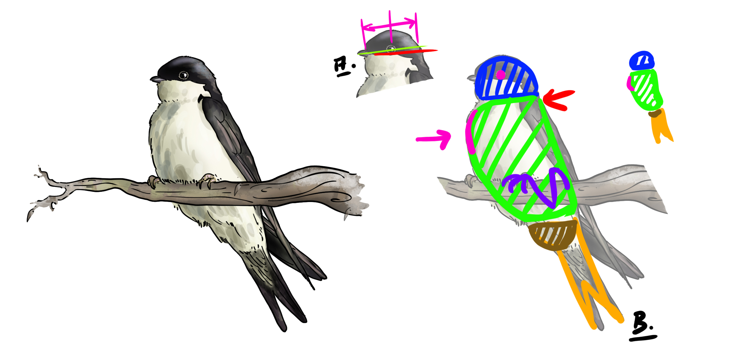 dessiner l’allure générale d’une hirondelle de fenêtre