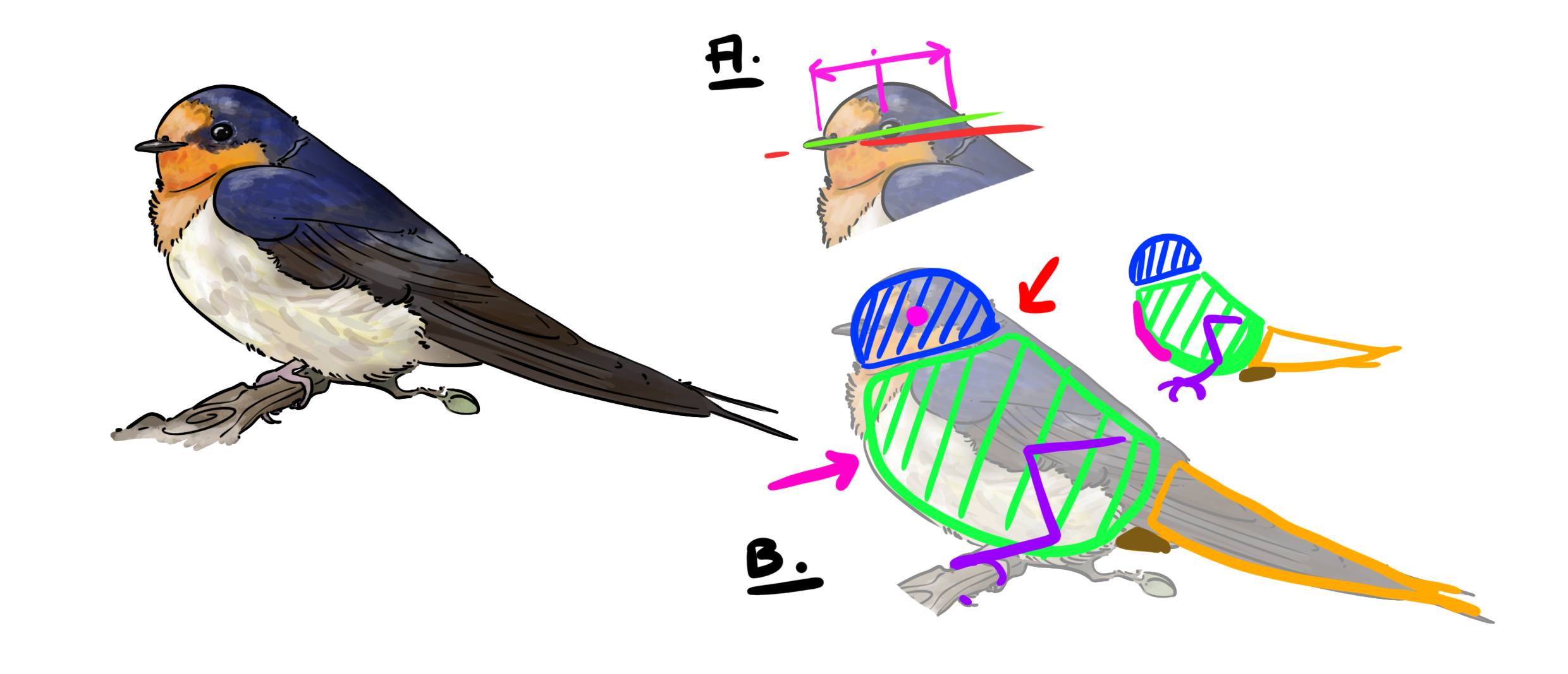 dessiner l’allure générale d’une hirondelle rustique