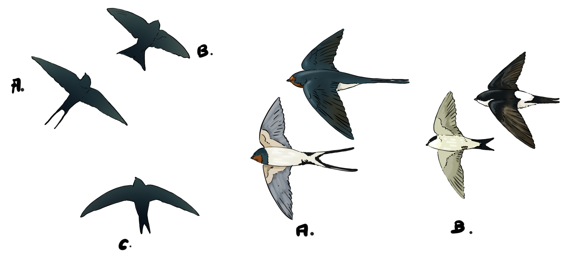dessin des différentes sortes d’hirondelles
