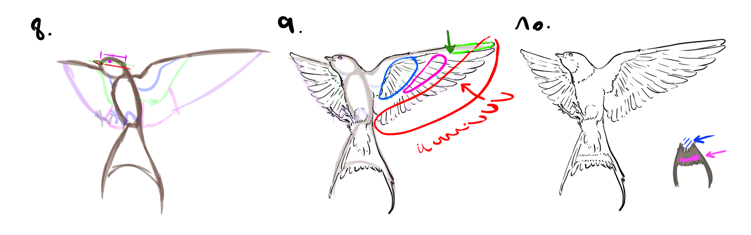 dessiner une hirondelle étape 3