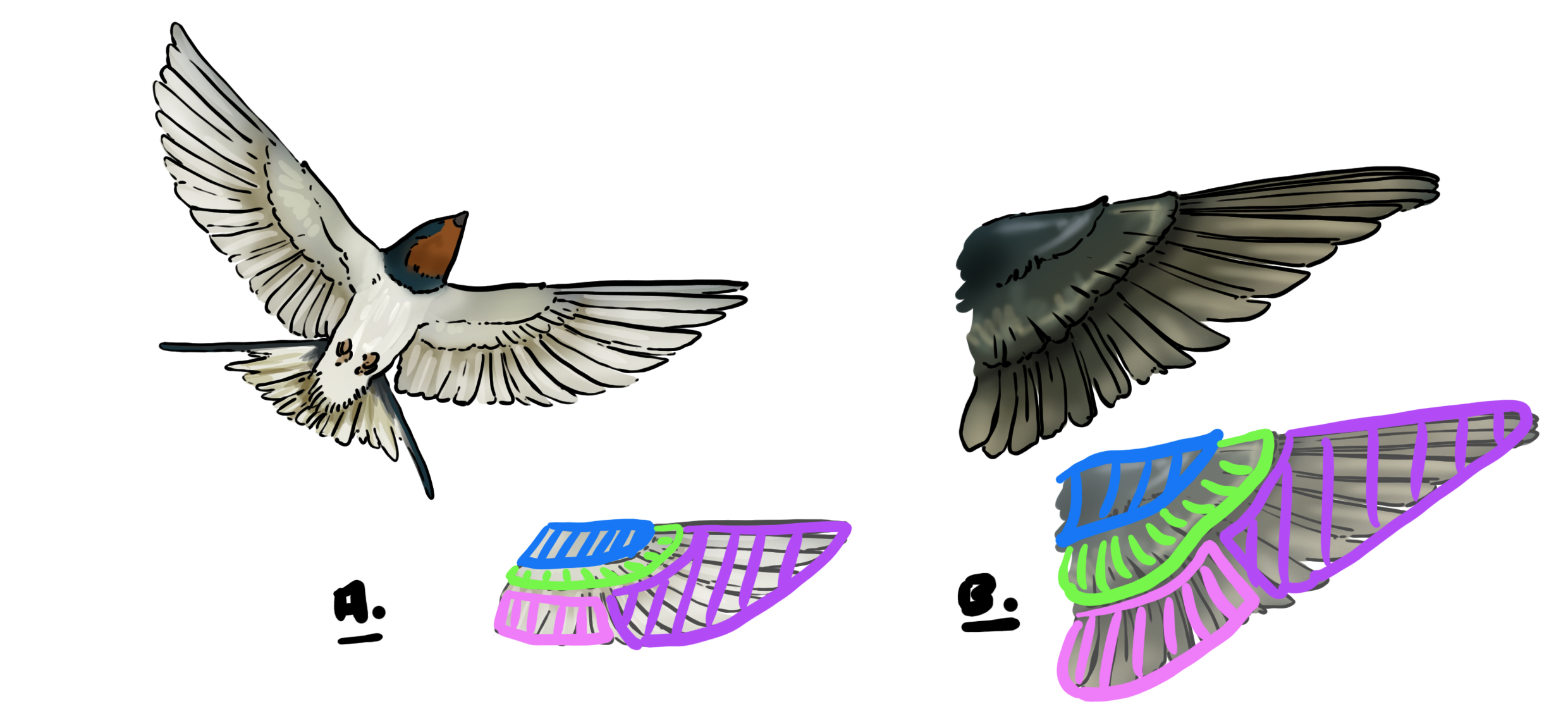 dessiner les ailes de l’hirondelle