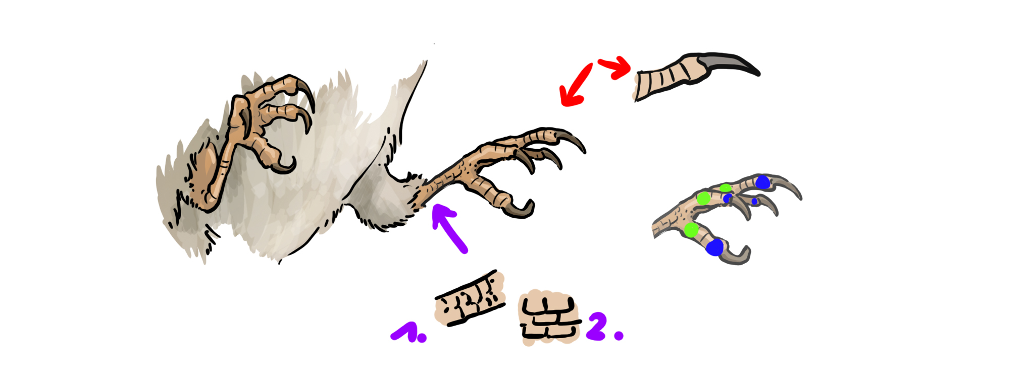 dessiner les pattes de l’hirondelle