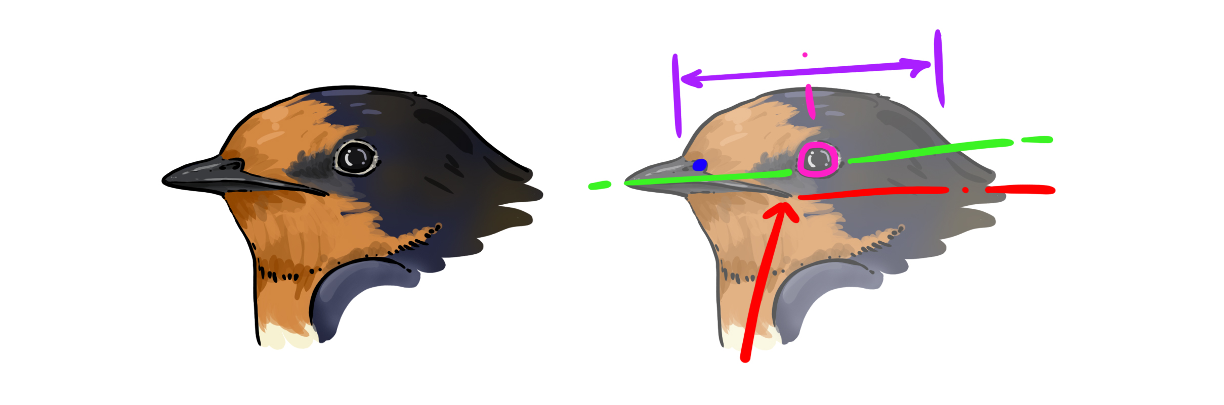 dessiner la tête de l’hirondelle