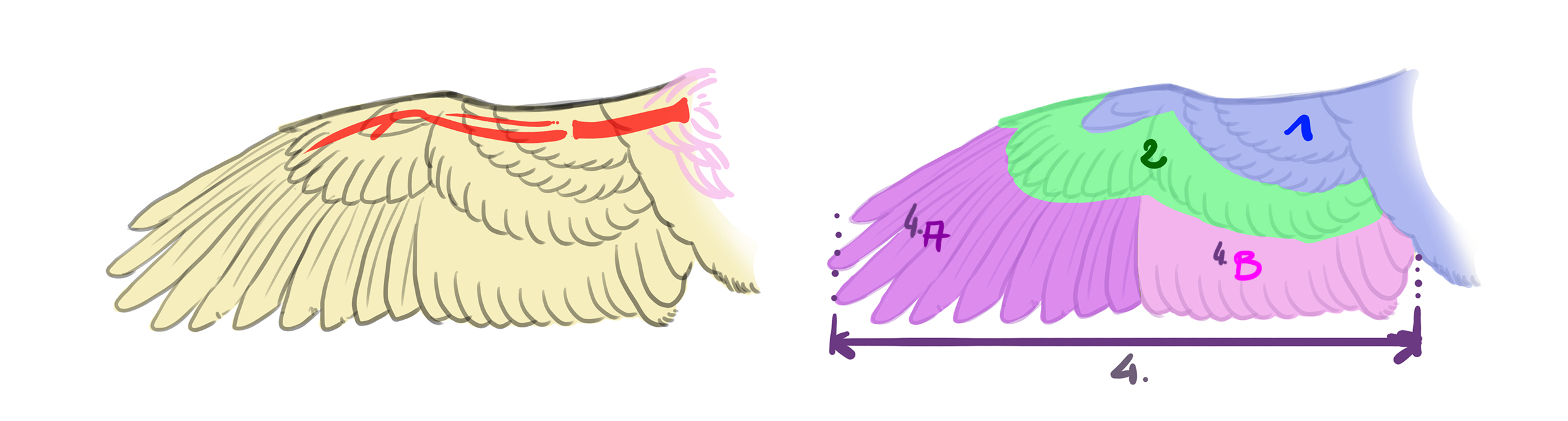 Structure de l’aile d’une hirondelle en vue du dessin