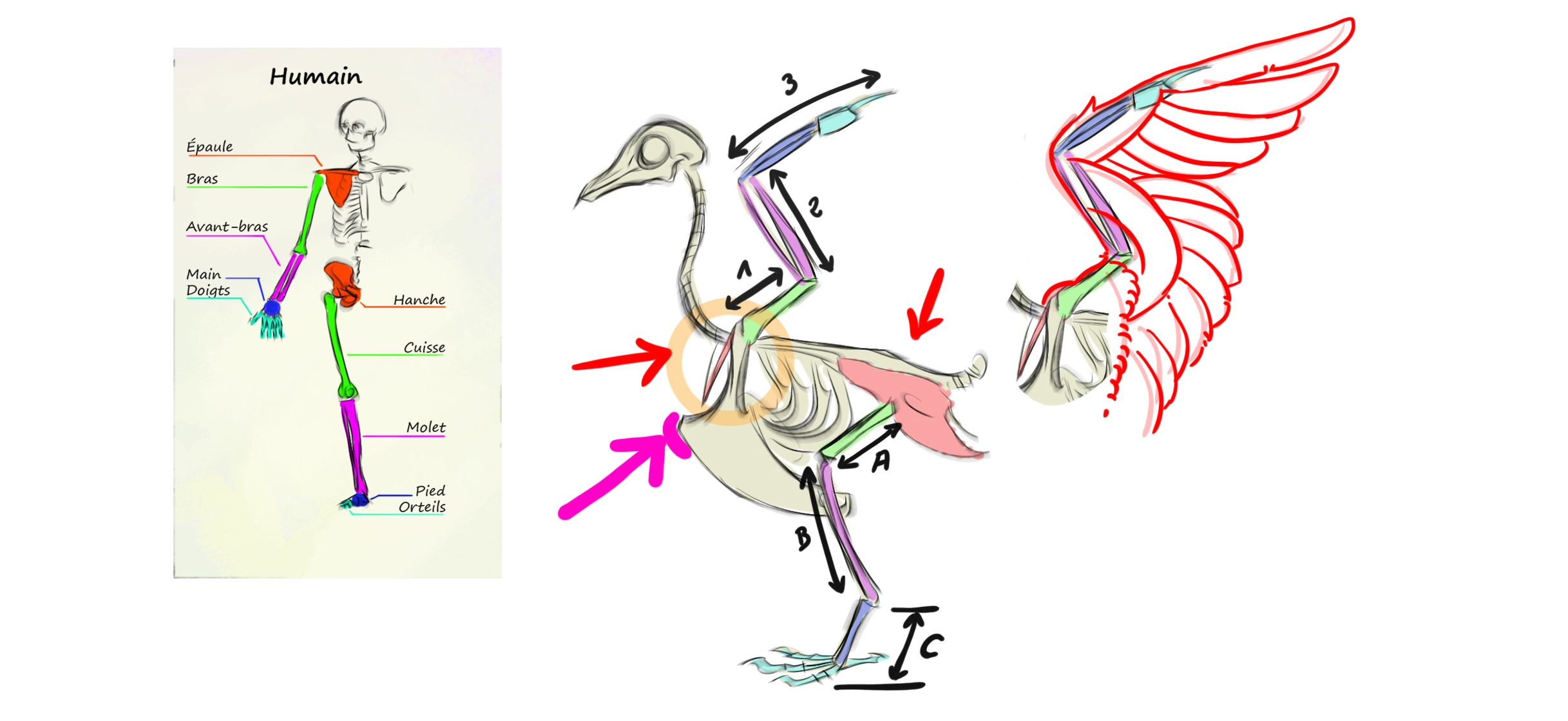 Schéma de la structure d’une hirondelle en vue du dessin