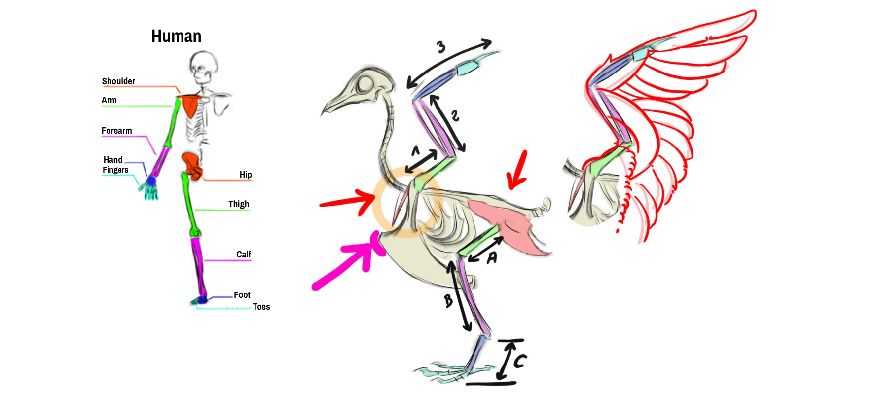 Schema of the structure of a swallow for drawing purposes