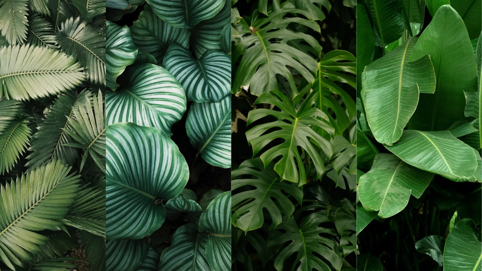 la végétation de la jungle