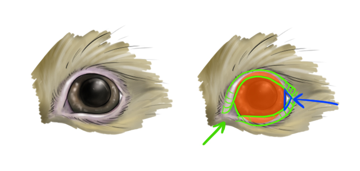 Dessiner un oeil de lapin