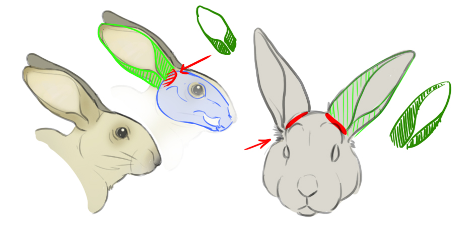 Dessin des oreilles du lapin