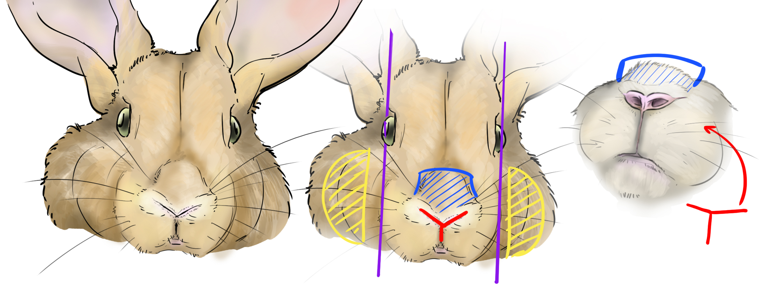 Dibuja el hocico del conejo