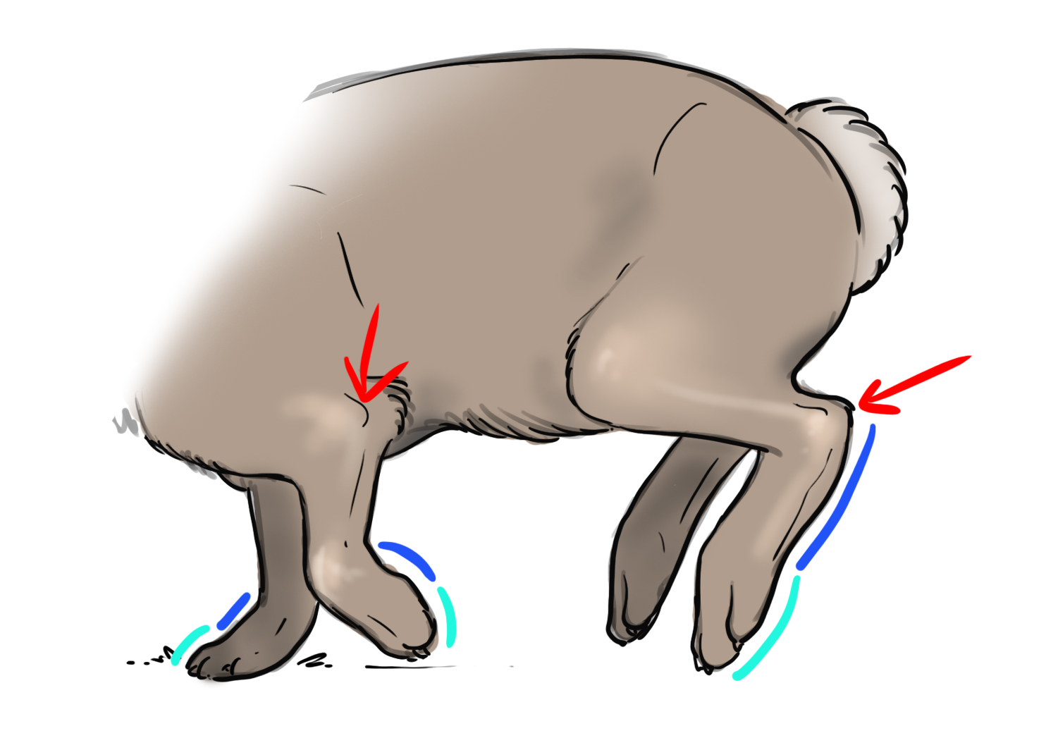 Dessiner les pattes du lapin