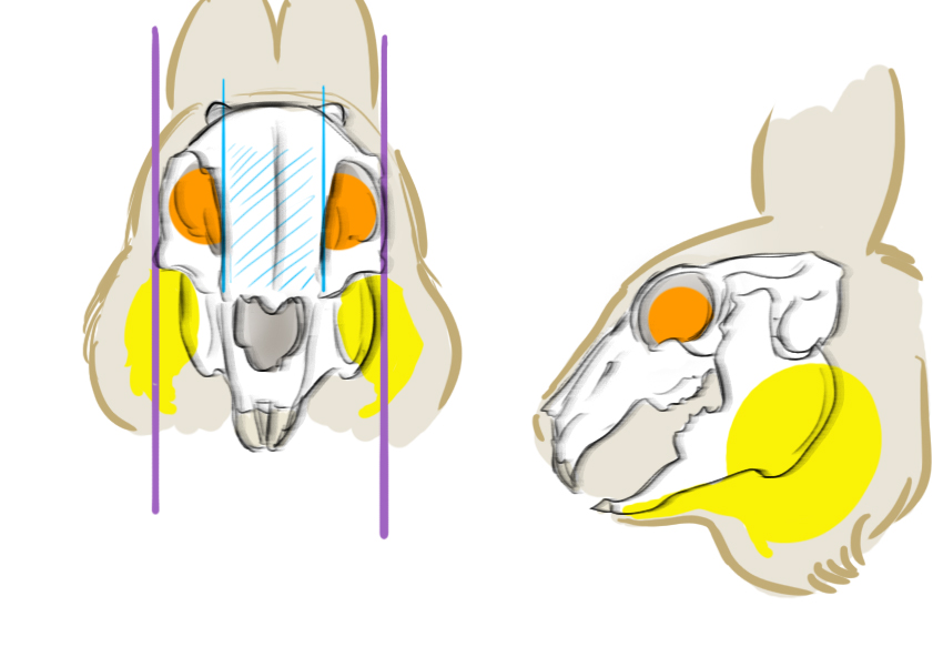 Schéma de la tête du lapin