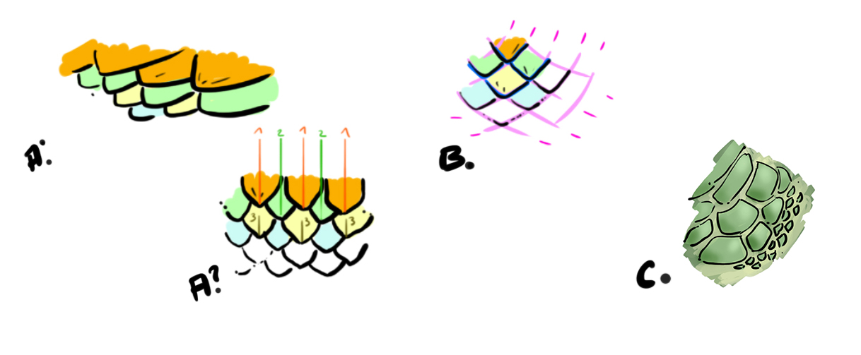 dessiner les écailles du lézard
