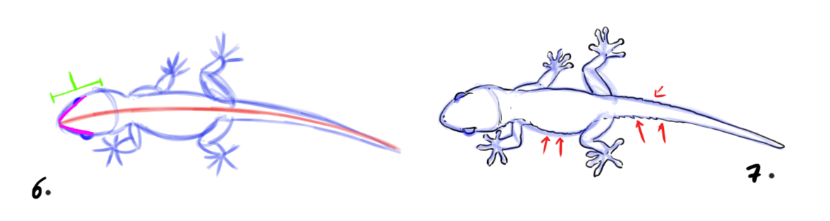 dessiner un lézard étape 3