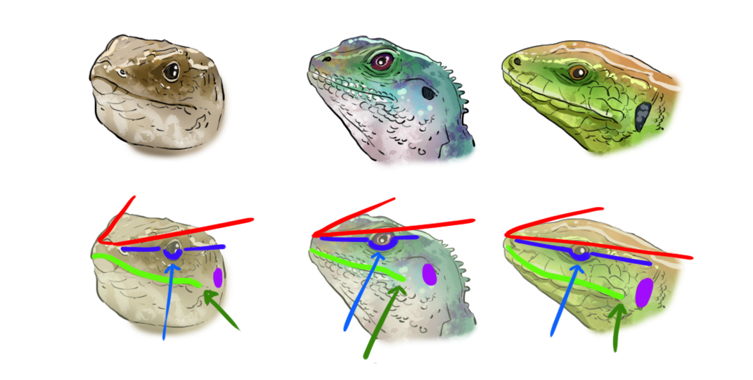 dessiner la tête du lézard